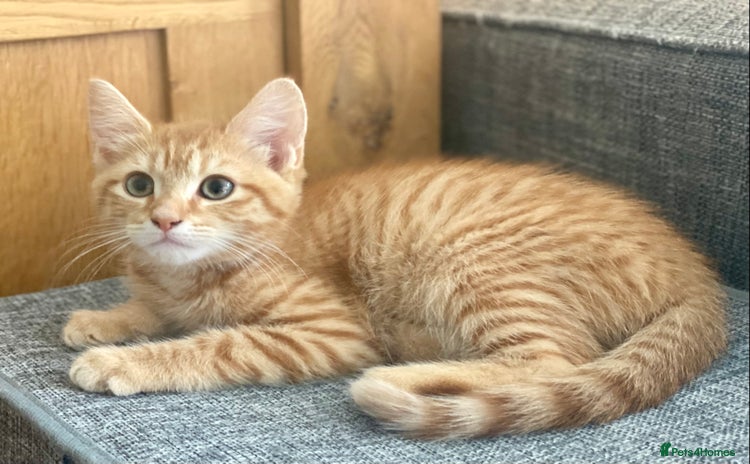 Mixed Breed cats - Advert 4