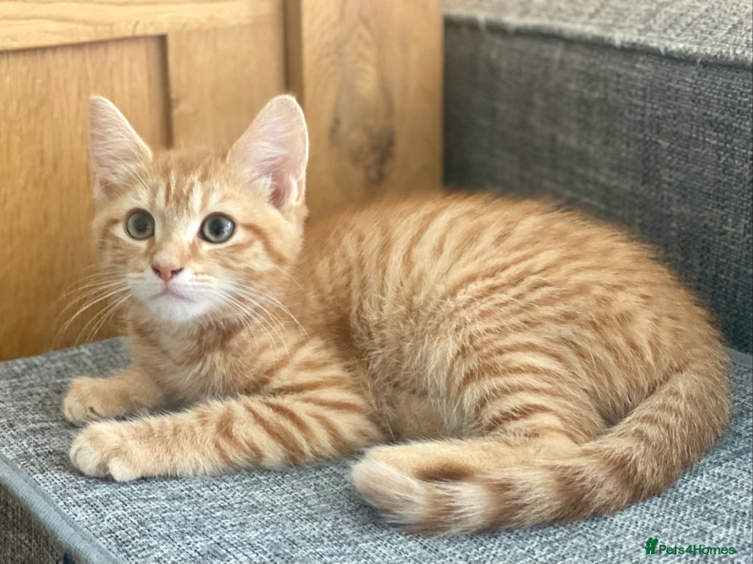 Mixed Breed cats for sale: Last kitten - Ginger Tabby Female - Image 1