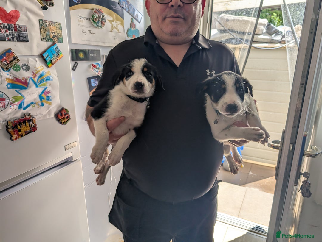 Border Collie dogs for sale: Border collie puppies  - Image 6