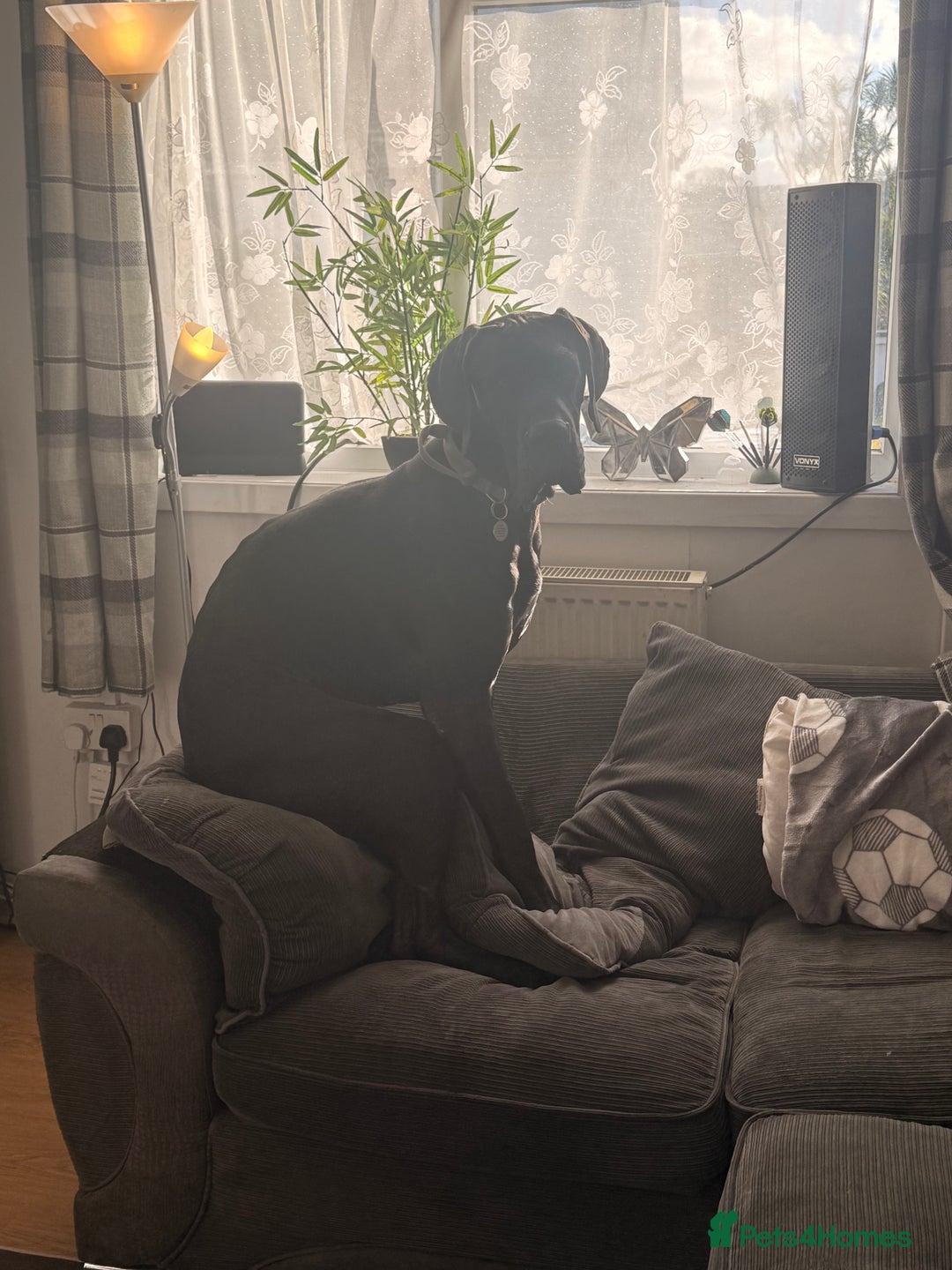 Great Dane dogs for sale: Male Great Dane 14 months old  - Advert 3