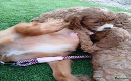 Cavapoo dogs for sale: Red cavapoo pups - Advert 5
