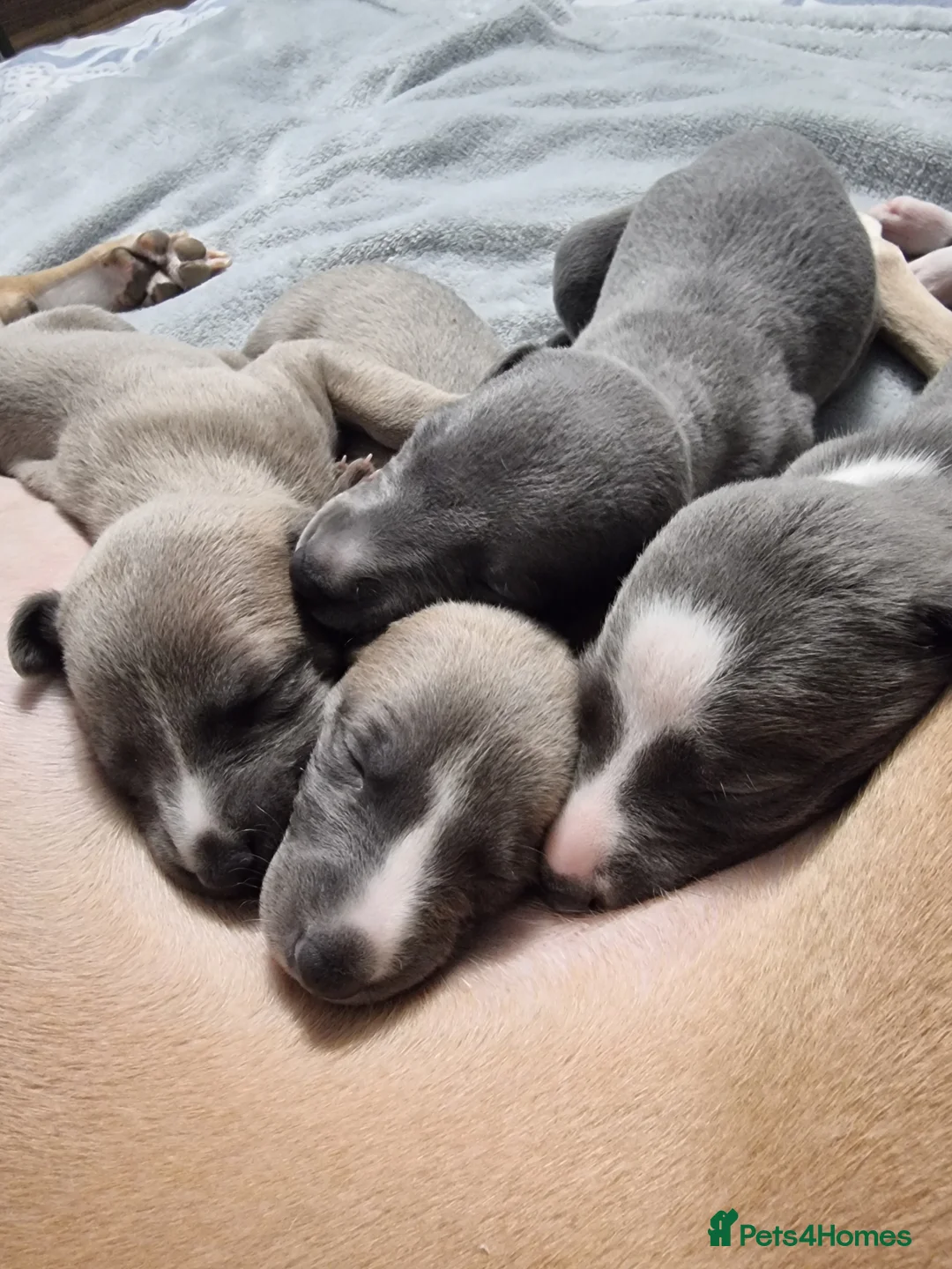 Whippet dogs for sale: Show quality whippets.  - Advert 2