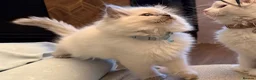 Ragdoll cats for sale: 🤍 Exceptional TICA Registered Ragdoll Girls - Advert 6