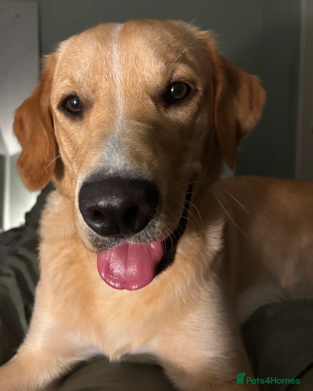 Labrador Retriever dogs for sale: Sunnie, 10 month old Male Labrador Retriever  - Advert 2