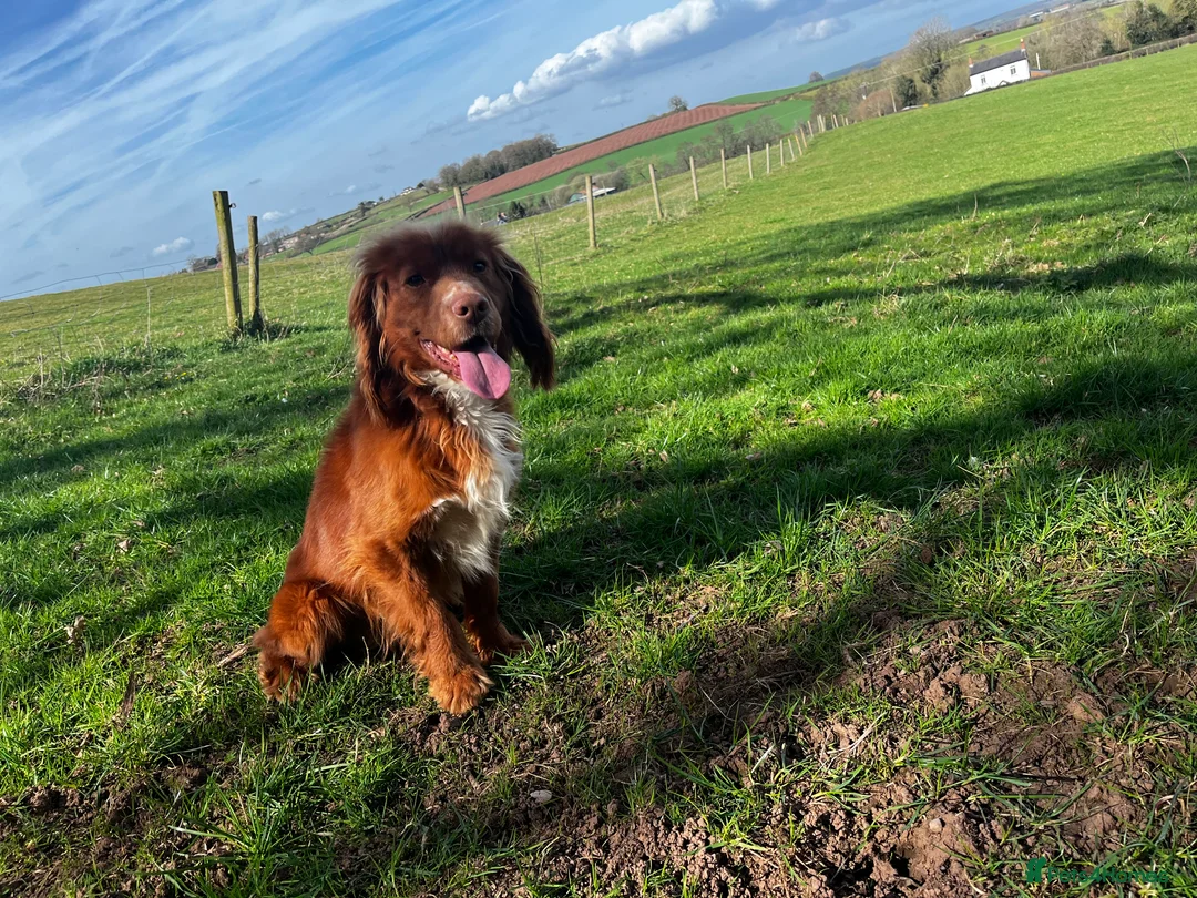 Cocker Spaniel dogs for stud: HEALTH TESTED KC WORKING COCKER SPANIEL STUD in Wolverhampton - Advert 3