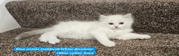 Ragdoll cats for sale: Stunning Ragdoll Kittens – Boys Only (TICA) - Advert 6