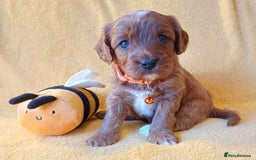 Cavapoo dogs for sale: F2 Cavapoo, Dog breeding license - Advert 9