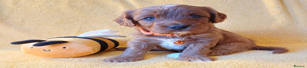 Girl Cavapoo Puppy 3, Orange collar