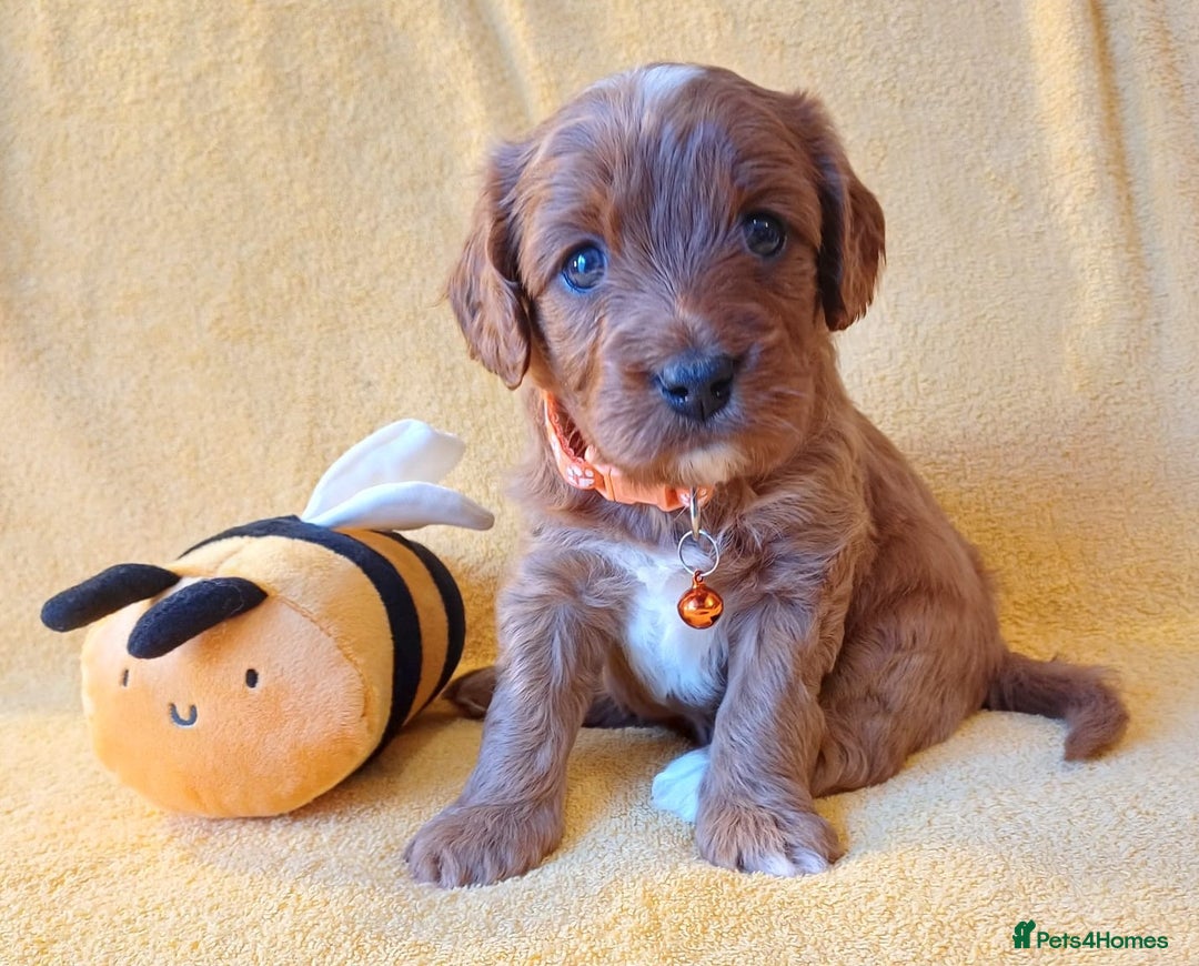 Cavapoo dogs for sale: F2 Cavapoo, Dog breeding license - Advert 9