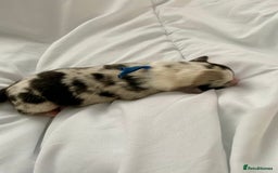 Australian Shepherd dogs for sale: Miss Julie Duckworth - Image 10