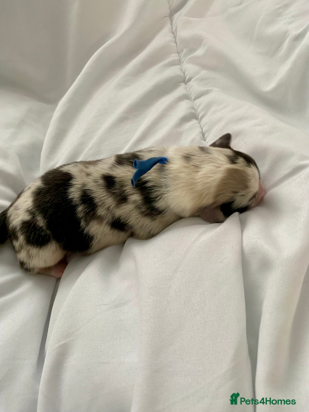 Australian Shepherd dogs for sale: Miss Julie Duckworth - Image 10