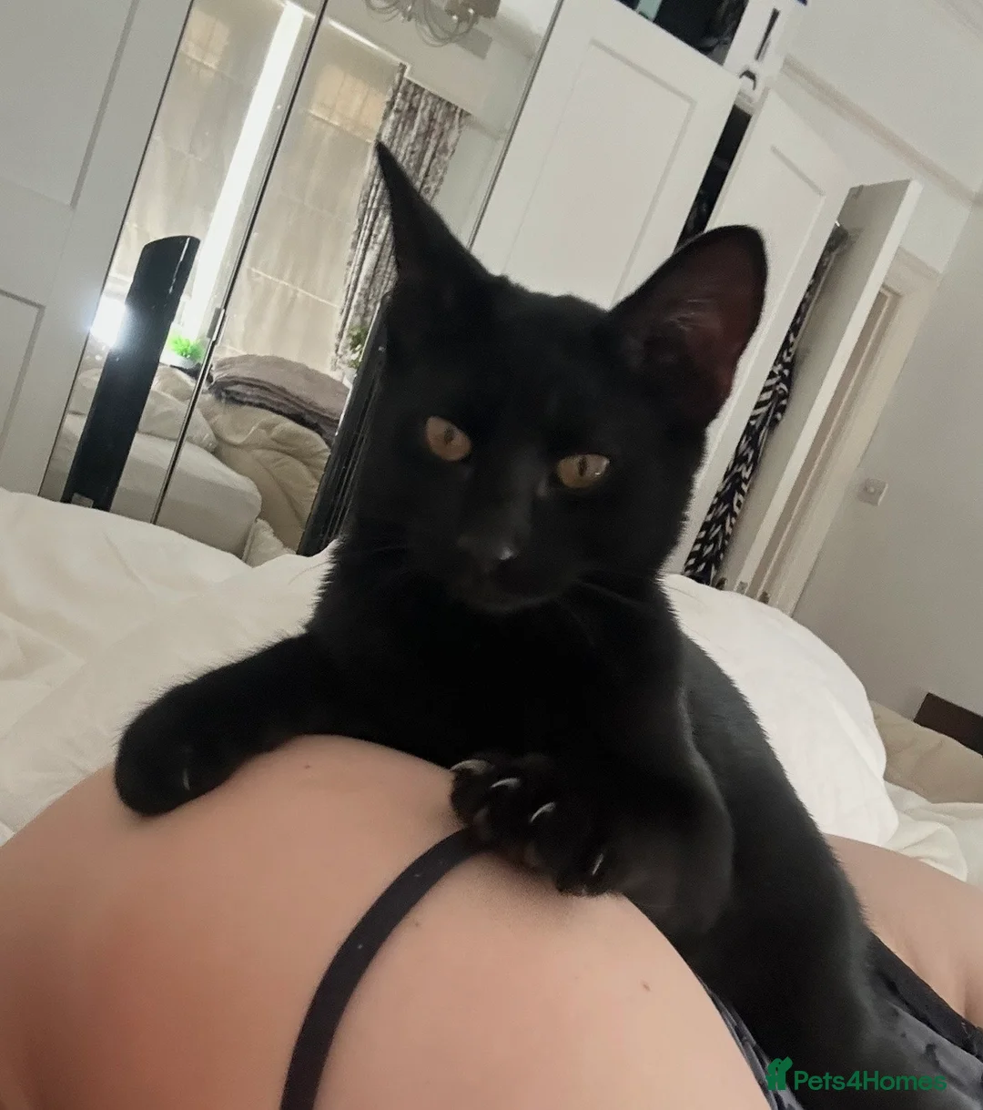 Domestic Shorthair cats for sale: Kobi - 11 month old Black Cat/Kitten for sale  - Advert 3