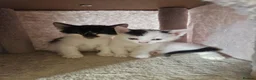 Mixed Breed cats for sale: Beautuful Kittens waiting for their furever homes - Advert 10
