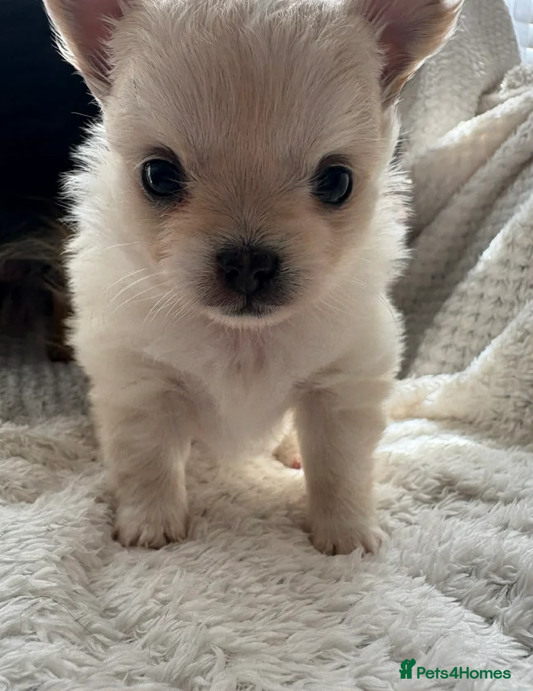 Chihuahua dogs for sale:  **  tiny long coat female chihuahua puppies  in Hull - Advert 2