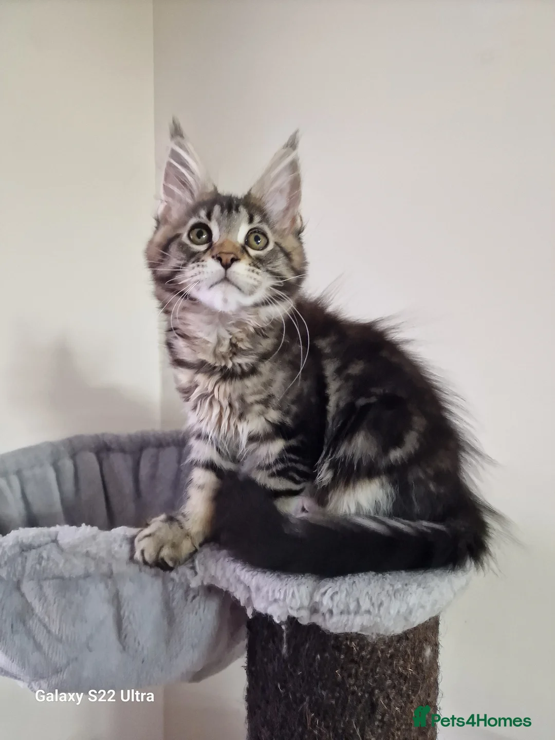 Maine Coon cats for sale:  Kittens – Licensed Fenikscoon Cattery (UK) 🐾 - Advert 7