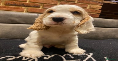 Cocker Spaniel dogs - Advert 11