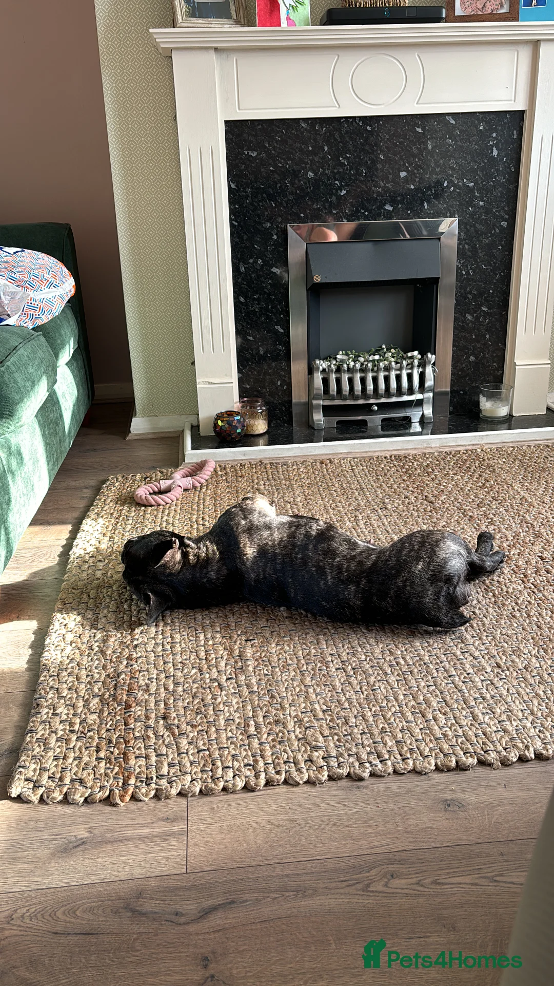 French Bulldog dogs for sale: Olive the 3 year old frenchie!  - Advert 4