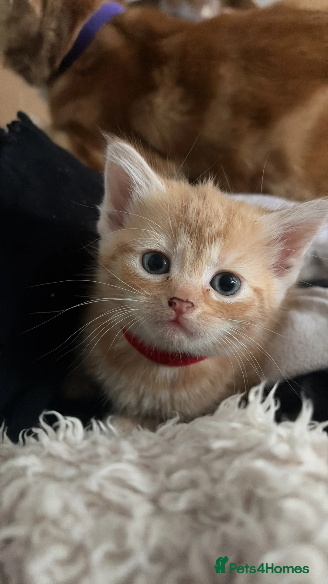 Mixed Breed cats for sale: Ginger and white kittens  - Advert 7