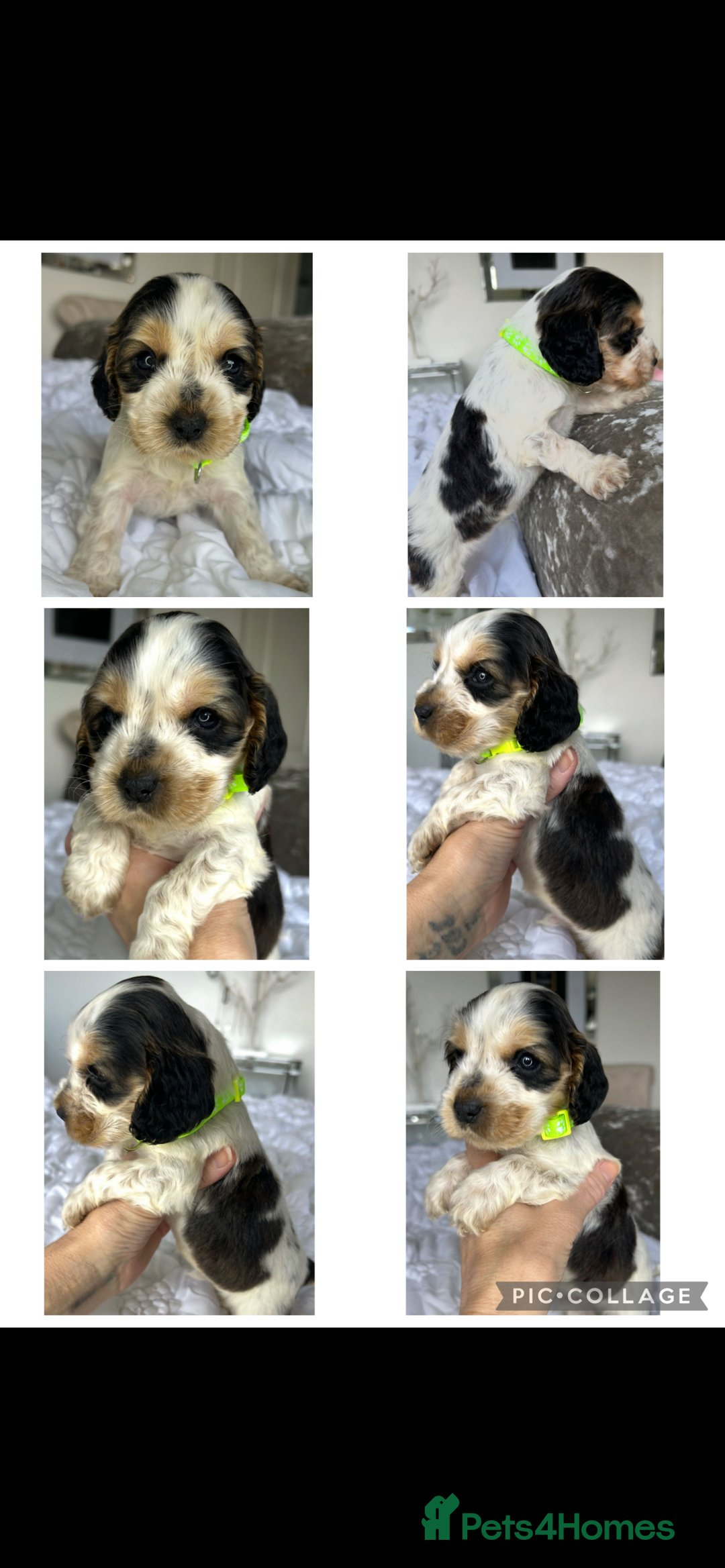 Cocker Spaniel dogs for sale: OUTSTANDING KC REG COCKER SPANIEL PUPPIES  - Image 9