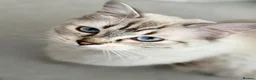 Ragdoll cats for sale: Ragdoll kittens with blue eyes ready for rehoming - Advert 1