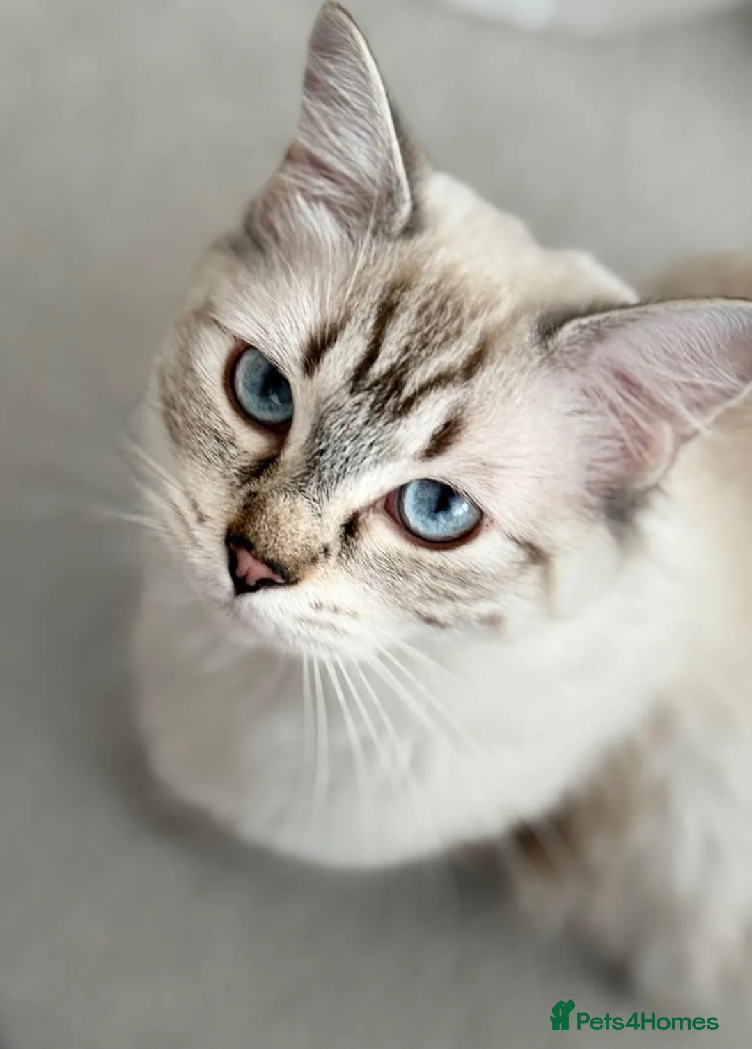 Ragdoll cats for sale: Ragdoll kittens with blue eyes ready for rehoming - Advert 1