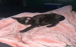 Mixed Breed cats for sale: Female kitten - Image 3