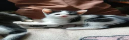 Mixed Breed cats for sale: Beautiful adorable little kitten - Advert 18