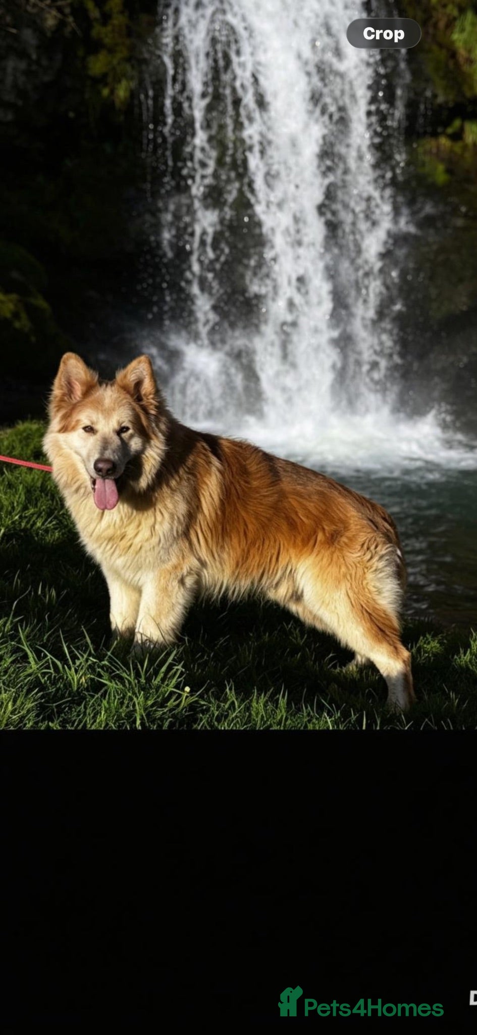 German Shepherd dogs ⭐️ KC reg proven GSD ⭐️ - Advert 2