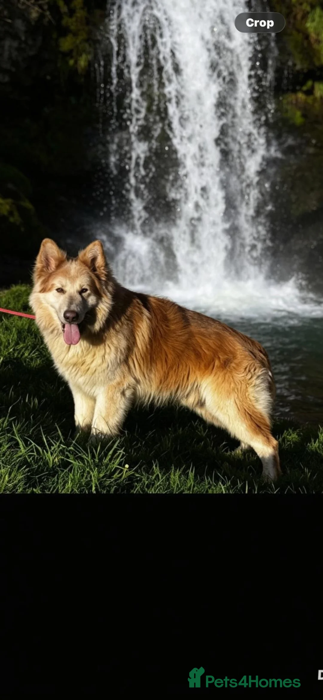 German Shepherd dogs for stud: ⭐️ KC reg proven GSD ⭐️ - Advert 1