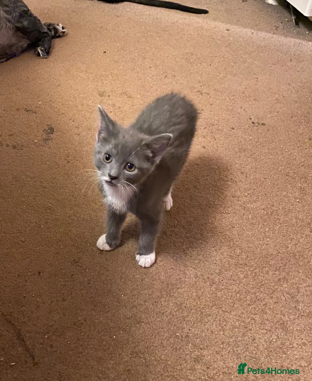 Mixed Breed cats for sale: Last kitten of litter - Advert 4