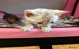 Bengal cats for sale: Supreme Grand Champion TICA bengal kittens  - Image 7