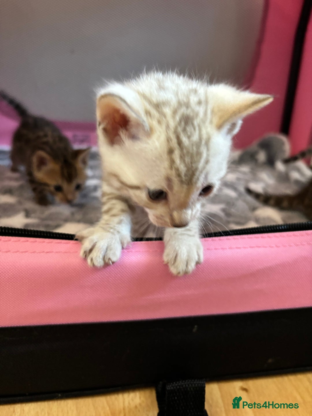 Bengal cats for sale: Supreme Grand Champion TICA bengal kittens  - Image 7