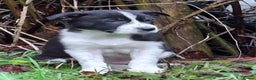 Border Collie dogs for sale: ISDS Border Collie Pups - Advert 4