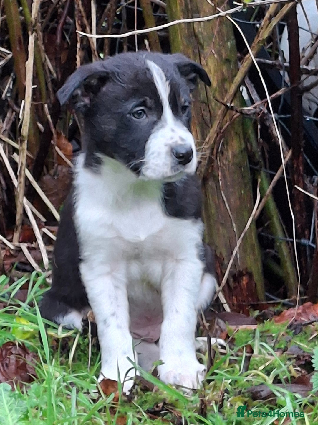 Border Collie dogs for sale: ISDS Border Collie Pups - Advert 4