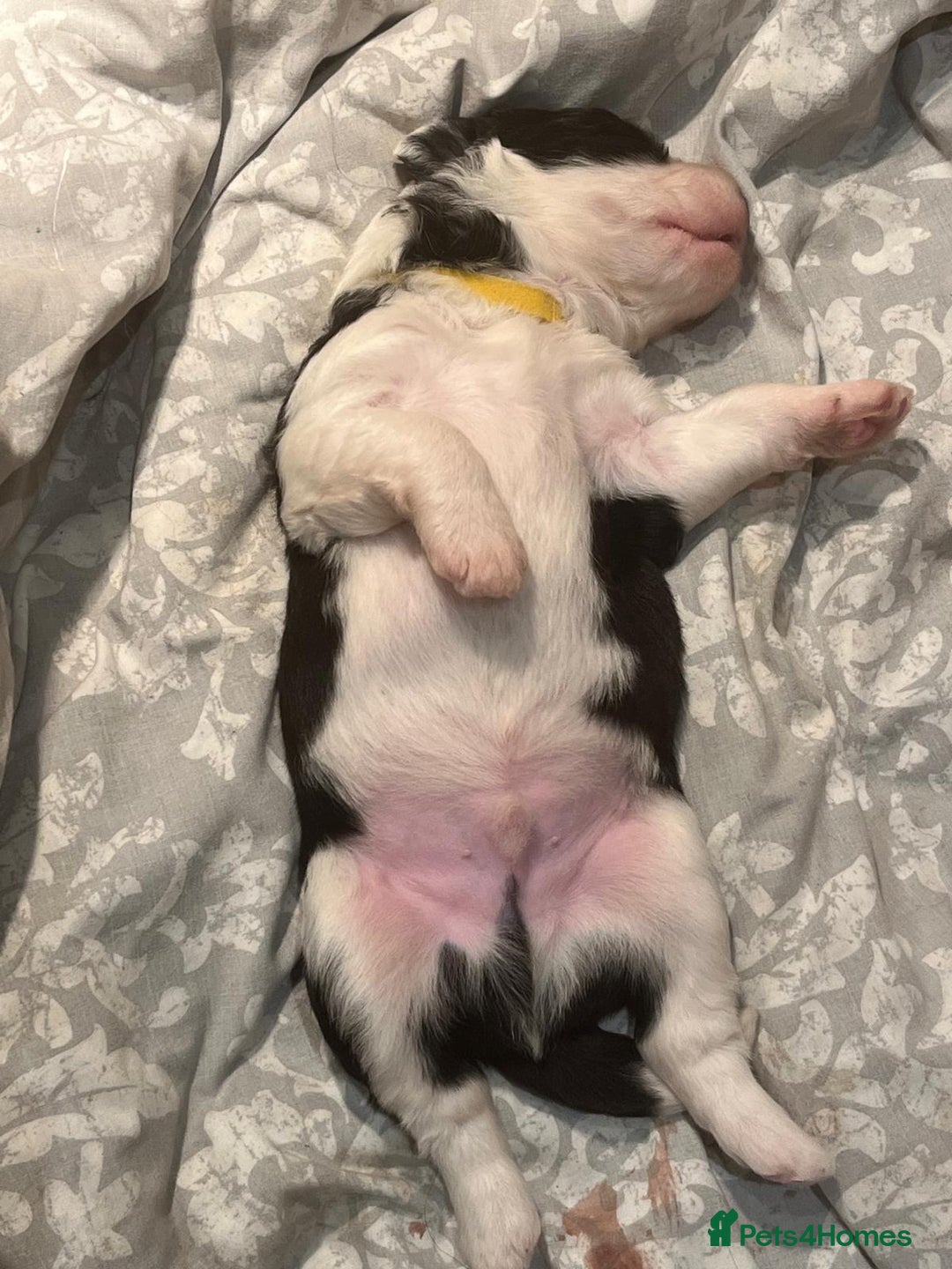 Old English Sheepdog dogs for sale: Old English Sheep Dog Puppies for sale - Advert 3