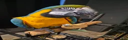 Macaws birds for sale: Missy the Macaw in Bristol - Advert 2