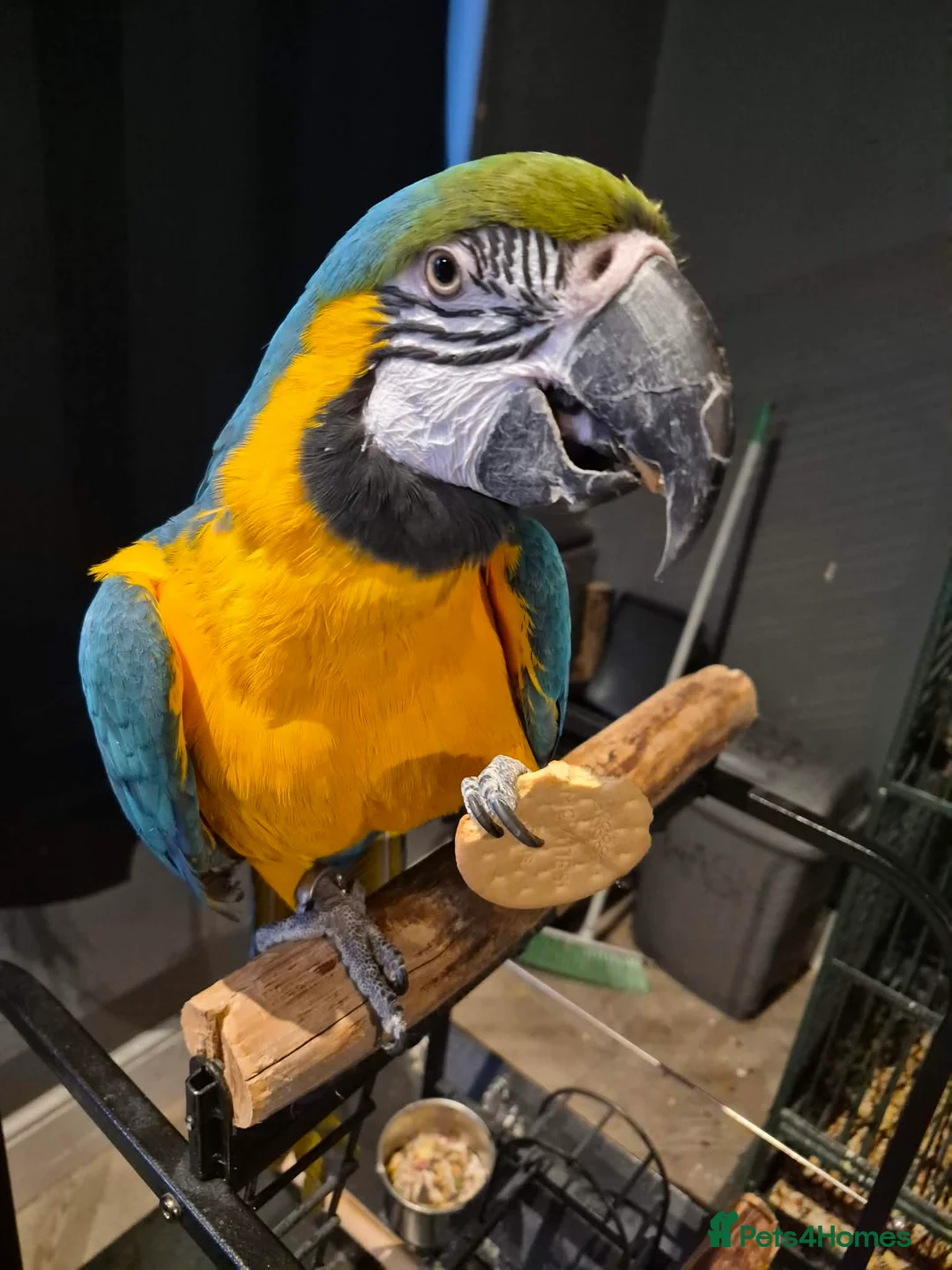 Macaws birds for sale: Missy the Macaw in Bristol - Advert 2