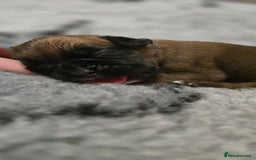 Boxer dogs for sale: Boxer puppies - Image 11