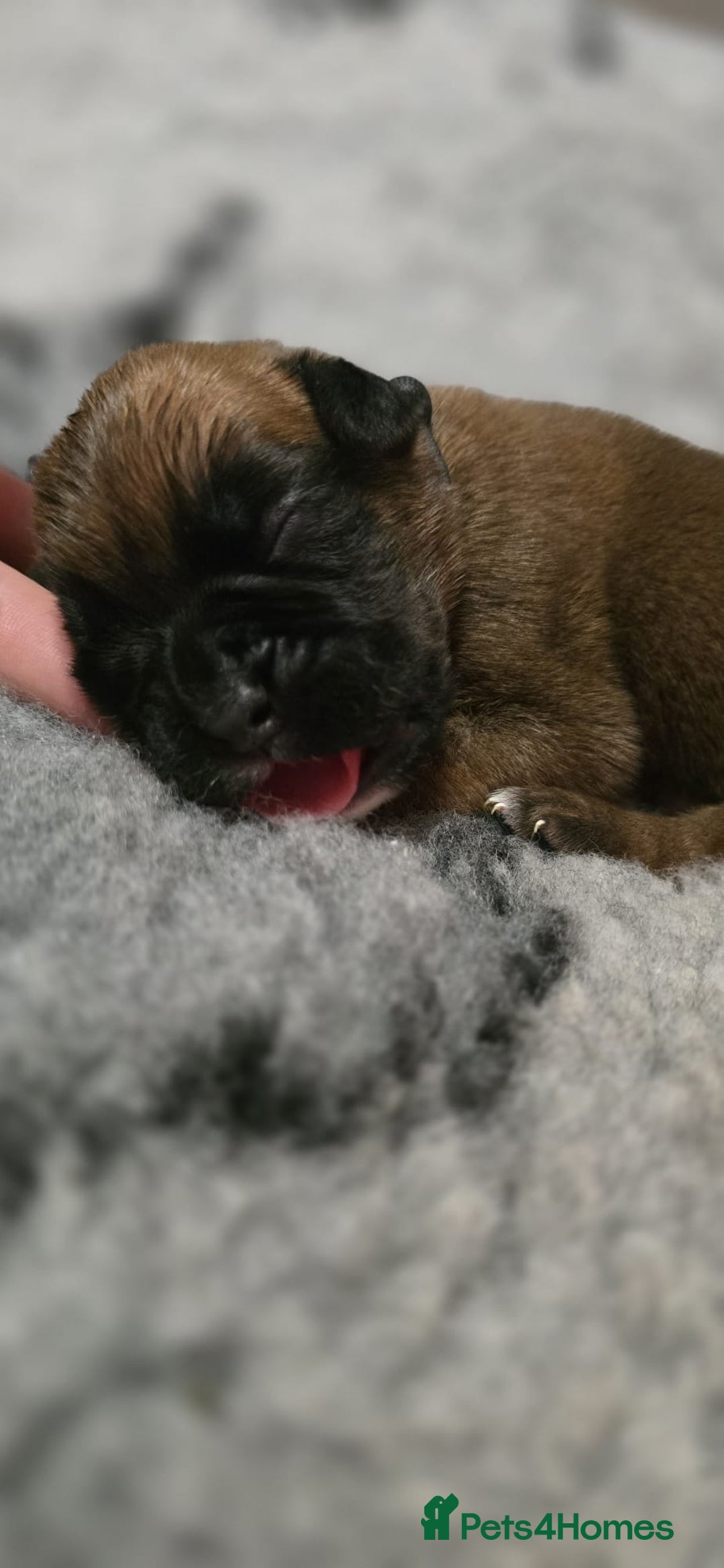 Boxer dogs for sale: Boxer puppies - Image 11