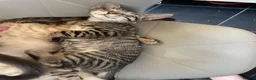 Bengal cats for sale: ♥️IAM ❤️WATCH ALL MY VIDEOS👀FOR MUMMY OR DADDY ❤️ - Advert 21