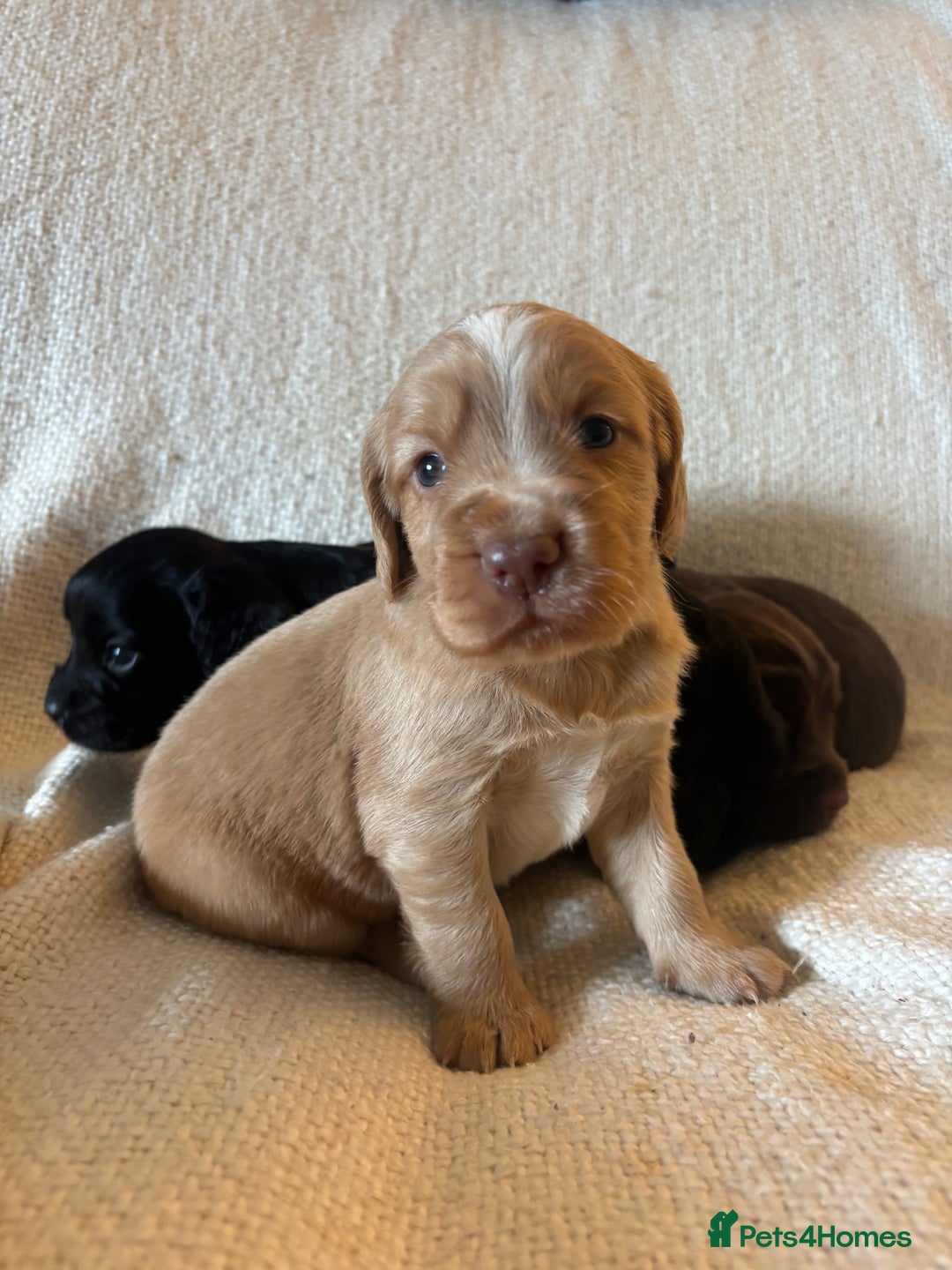 Cocker Spaniel dogs for sale: Working cocker pups.  - Image 3