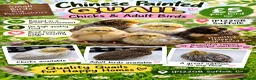 Quail poultry for sale: Chinese painted quail chicks  - Advert 1