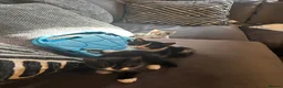 Mixed Breed cats for sale: Kittens 8 weeks old  - Advert 6