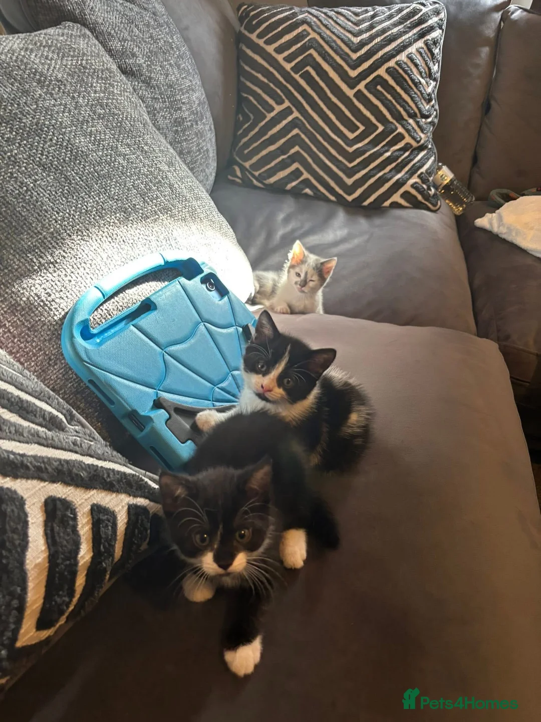 Mixed Breed cats for sale: Kittens 8 weeks old  - Advert 6
