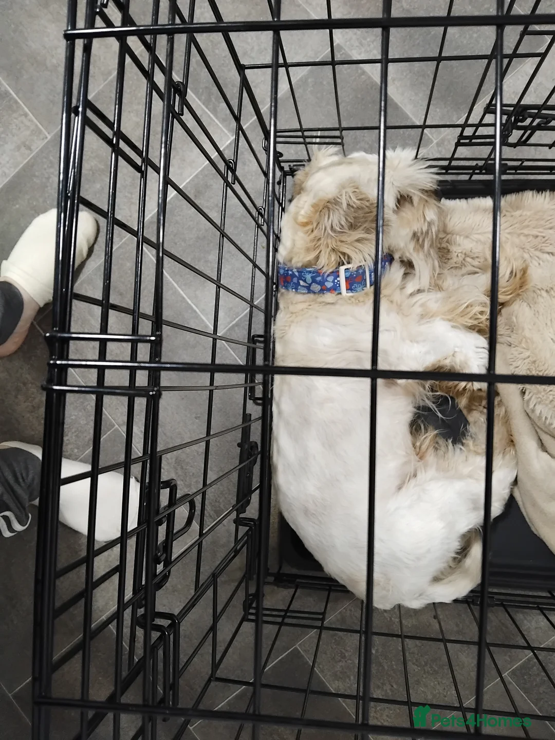 Yorkshire Terrier dogs for sale: Yorkshire terrier (male) - Advert 3