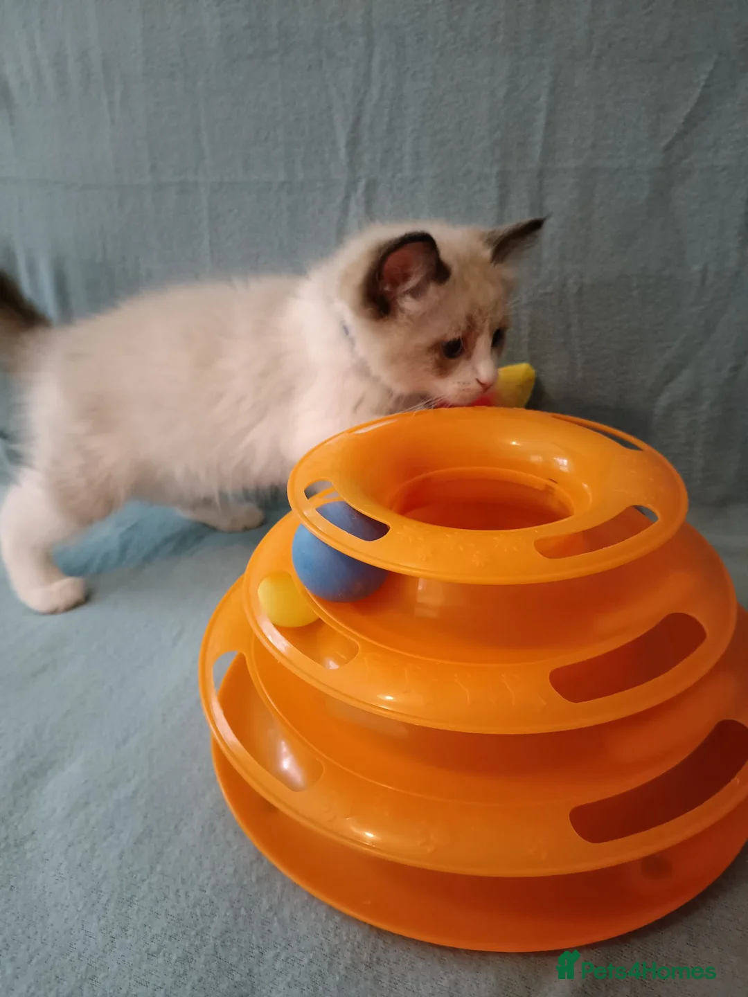 Ragdoll cats for sale: Kittens of Champion Status dad - Advert 2