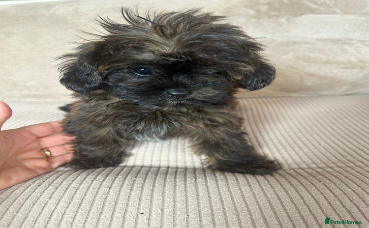 Shihpoo dogs - Advert 5