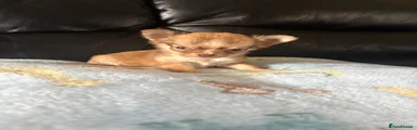 Chihuahua 1