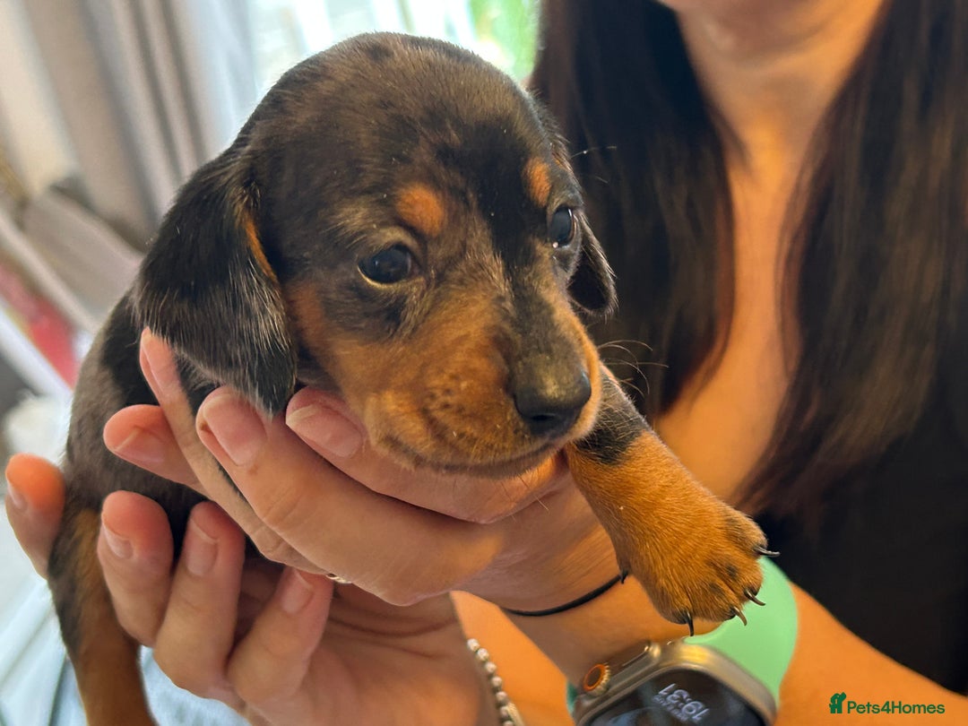Miniature Dachshund dogs for sale: Six beautiful miniature Dachshunds - Image 29