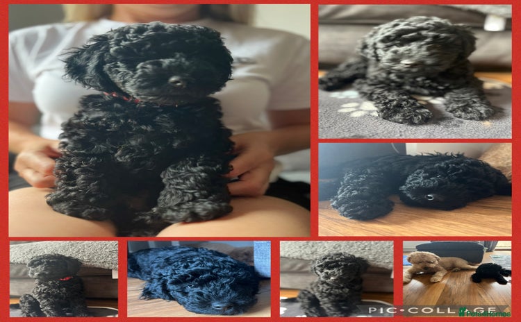 Labradoodle dogs - Advert 5